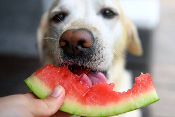 Fruta que Cachorro pode Comer