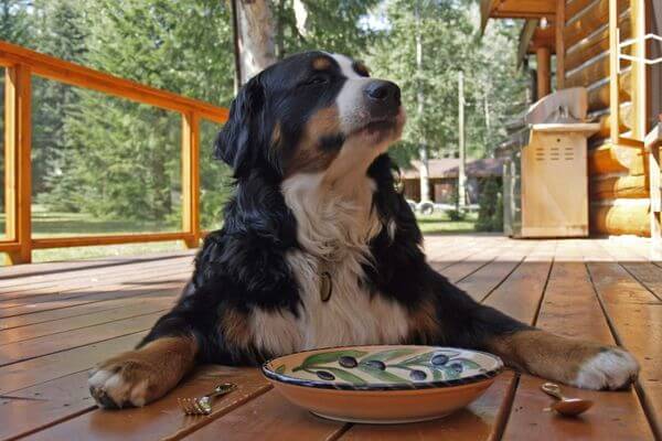Comida de Cachorro: O Que Evitar Para Manter Seu Pet Saudável