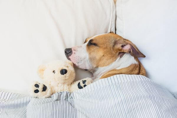 Boa Noite de Sono: Dicas Práticas para Ajudar o Seu Cachorro a Dormir Melhor