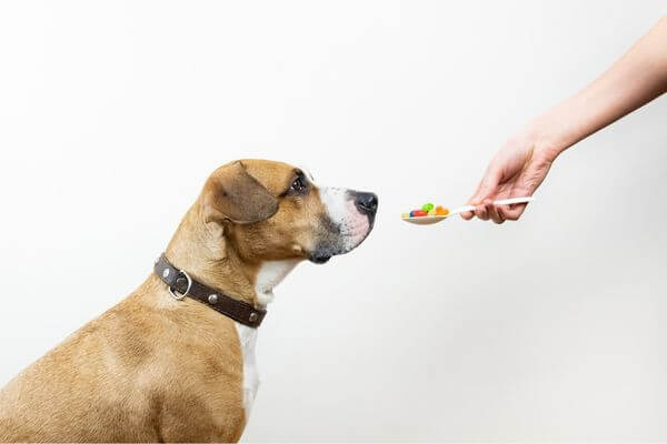 Suplementos Alimentares para Cachorros: Uma Forma Saudável de Cuidar do seu 